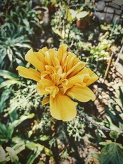 yellow flower in the garden