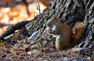 American red smallest squirrel. Wisconsin State Park.