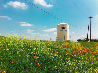 Texas Wildflower in Gonzales