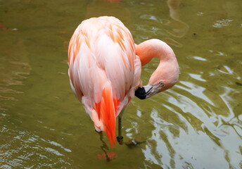 Close up of beautiful pink Caribbean flamingo cleaning its feathers