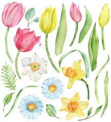 Watercolor clipart of pink and yellow tulips and narcissuses. Easter set of greenery elements and flowers.