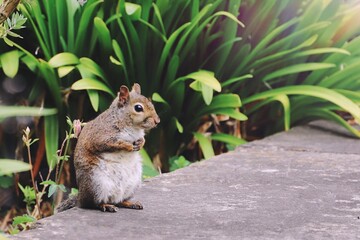 Naklejka na ściany i meble little squirrel in the park 
