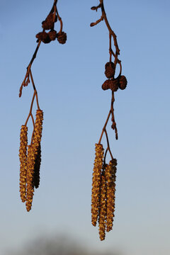 Erle, Pollen, Erlenpollen, Allergien, Heuschnupfen, Allergen, jucken