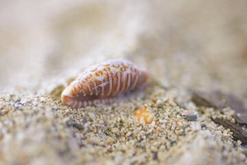 Close up of a sea shell on the sand