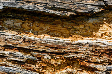 Texture of the log damaged by wood pests. Wooden pattern for background