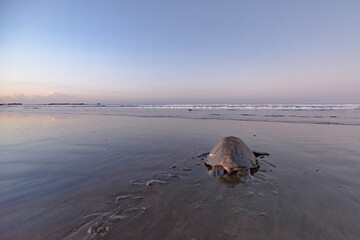 Turtles nesting during sunrise at Ostional beach in Costa Rica