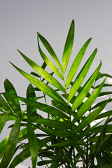 Green leaves of Parlour Palm (Chamaedorea elegans) isolated on white background. Close-up of a houseplant, green leaves of indoor palm