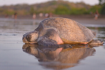 Turtles nesting during sunrise at Ostional beach in Costa Rica