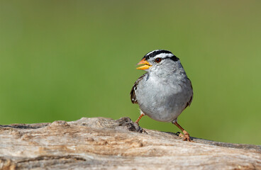 White-crowned Sparrow perched on dead limb with green background