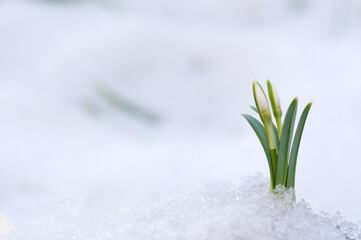 Snowdrops and snow.