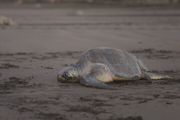 Turtles nesting during sunrise at Ostional beach in Costa Rica