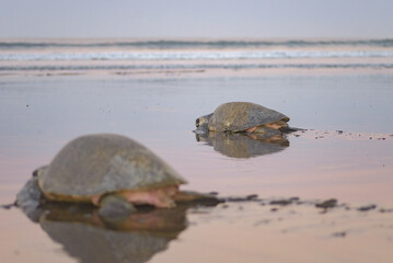 Turtles nesting during sunrise at Ostional beach in Costa Rica