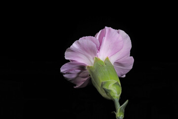 Back view of pink carnation flower isolated on black background. 