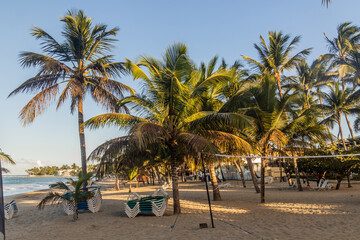 Palms at Cabarete beach, Dominican Republic