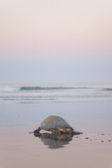 Turtles nesting during sunrise at Ostional beach in Costa Rica