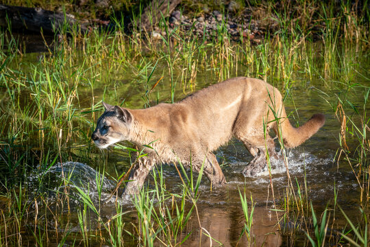 Mountain Lion Walking And Drinking In A Stream In Montana