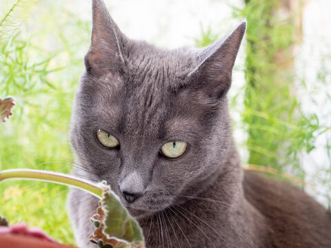 A beautiful gray cat sniffs a flower. Explore the world around you with your pet. Blurry green background