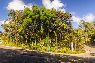 Fototapeta premium Botanical gardens at the Pico Isabel de Torres mountain above Puerto Plata, Dominican Republic