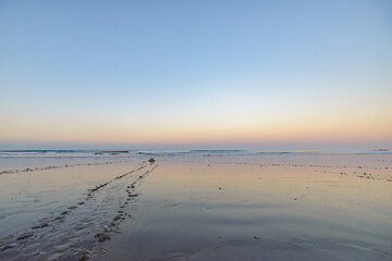 Turtles nesting during sunrise at Ostional beach in Costa Rica