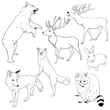 Vector set of linear animals. Hand painted bear, deer, fox, wolf, rabbit and raccoon isolated on white background. Wildlife illustration for design, print, fabric or background.