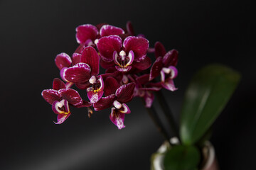 Beautiful purple potted orchid flower on a black background. Concept wedding, mothers day and valentines day background. Shallow depth of field, selective focus.