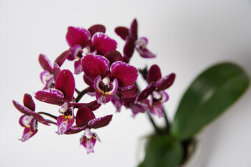 Naklejka na ściany i meble Beautiful purple potted orchid flower on a white background. Concept wedding, mothers day and valentines day background. Shallow depth of field, selective focus.