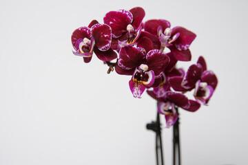 Beautiful purple potted orchid flower on a white background. Concept wedding, mothers day and valentines day background. Shallow depth of field, selective focus.