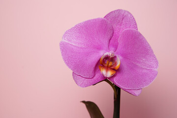 Beautiful purple potted orchid flower on a pink background. Concept wedding, mothers day and valentines day background. Shallow depth of field, selective focus.