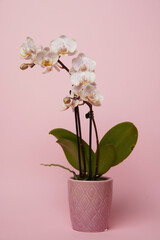 Beautiful phalaenopsis potted orchid flowers on a pink background. Concept wedding, mothers day and valentines day background. Small depth of field. - obrazy, fototapety, plakaty