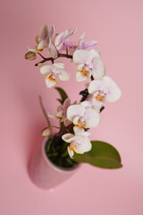 Fototapeta na wymiar Beautiful phalaenopsis potted orchid flowers on a pink background. Concept wedding, mothers day and valentines day background. Small depth of field.