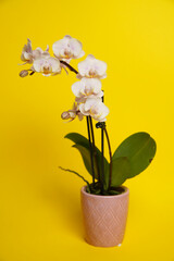 Beautiful phalaenopsis potted orchid flowers on a yellow background. Concept wedding, mothers day and valentines day background. Small depth of field.