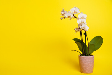 Beautiful phalaenopsis potted orchid flowers on a yellow background. Concept wedding, mothers day and valentines day background. Small depth of field.