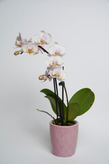 Beautiful phalaenopsis potted orchid flowers on a white background. Concept wedding, mothers day and valentines day background. Small depth of field.