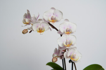 Naklejka na ściany i meble Beautiful phalaenopsis potted orchid flowers on a white background. Concept wedding, mothers day and valentines day background. Small depth of field.