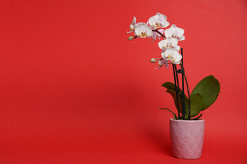 Beautiful phalaenopsis white potted orchid flowers on red background. Concept for wedding, mothers day and valentines day background. Small depth of field.