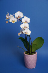 Beautiful phalaenopsis potted orchid flowers on a blue background. Concept wedding, mothers day and valentines day background. Small depth of field.