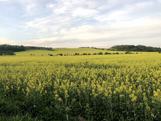 Fototapeta premium Rape field with blue sky near Cracow