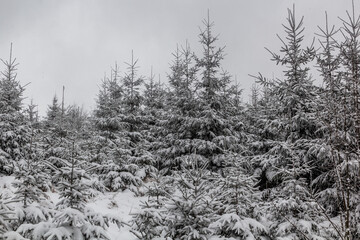 Snow covered forest in Orlicke hory mountains, Czech Republic