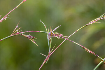Barbed Wire Grass with green background