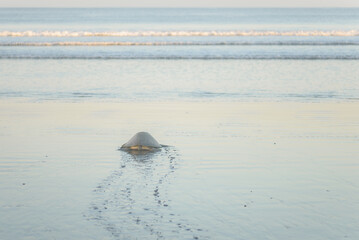 Fototapeta na wymiar Turtles nesting during sunrise at Ostional beach in Costa Rica