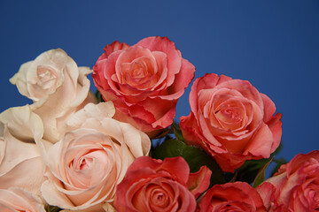 Beautiful white, red, tabby tea rose flowers in a vase, photographed from above on the blue table. Spring flowers. Wedding mothers day and valentines day background. Selective small depth of field.