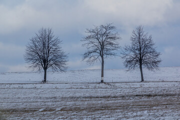 Fototapeta na wymiar Lone trees in the winter landscape