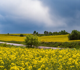Obraz premium Spring rapeseed yellow blooming fields