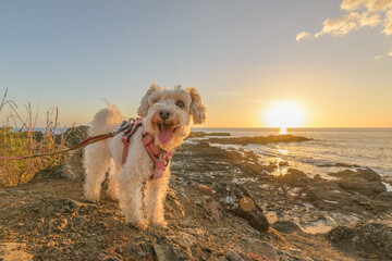 White Poodle dog during sunset at the beach