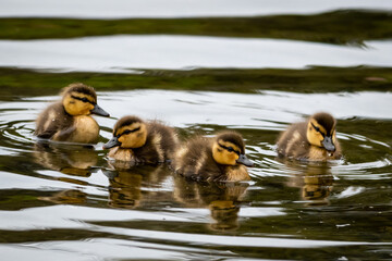 A brood of four mallard ducklings swimming on a calm river.  The baby ducks have soft yellow and brown down feathers. The raft of ducks is floating on the pond with their reflections in the water. 