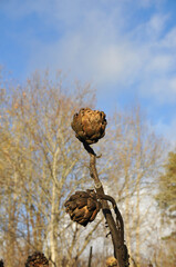 Obraz premium Artichoke in spring growing wild