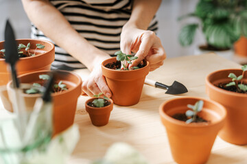 Woman gardeners taking care and transplanting strawberry sprout plant into a new white pot on the wooden table. Home gardening, love of houseplants, freelance. Spring time.
