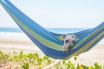 Schnauzer dog resting on a hammock at the beach