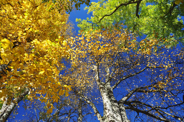 Low angle view of yellow autumn trees against blue sky