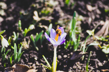 Krokusse im Frühling mit Biene